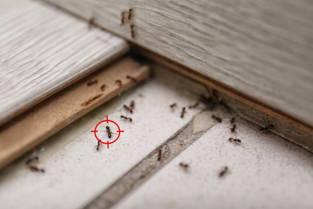 Best Pest Prevention Services  in Commerce, CA