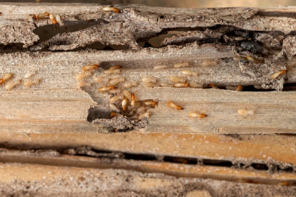 Best Flea Control Services  in Commerce, CA